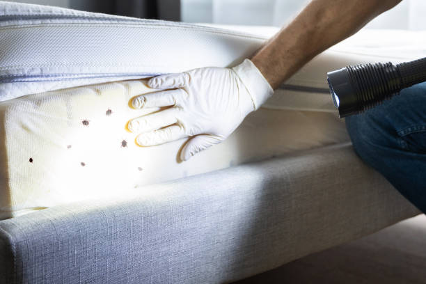 Best Pest Control Near Me in Clearwater, FL
