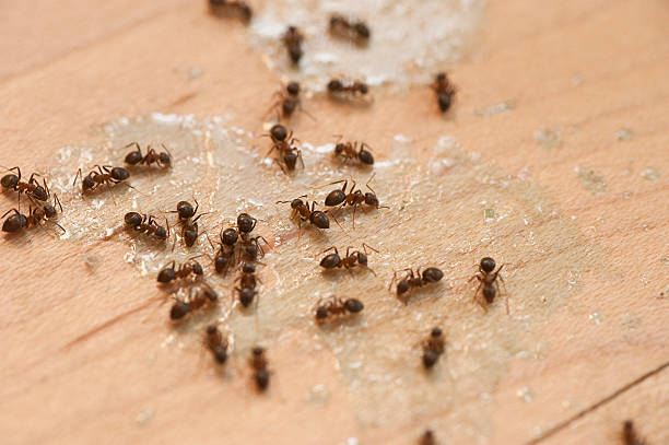 Best Best Pest Control Near Me  in Clearwater, FL