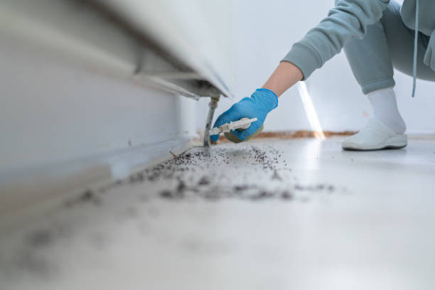 Best Flea Control Services  in Clearwater, FL